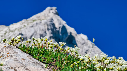 White flower Eightpetal mountain-avens on alpine meadow on scenic hiking trail from Fusine Lake to...