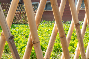 Fototapeta premium backyard garden in a sunny day at horizontal composition