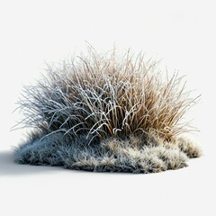 Close Ice Frost On Grass, White Background, Illustrations Images