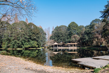reflection of trees in the water