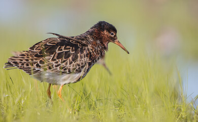 Ruff - male bird at a wetland on the mating season in spring