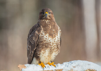 Common Buzzard in winter at a wet forest