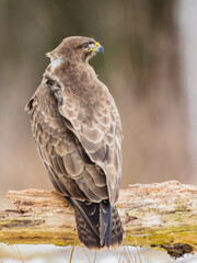 Common Buzzard in winter at a wet forest