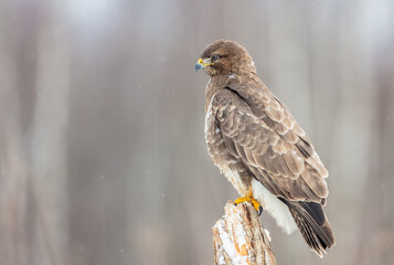 Common Buzzard in winter at a wet forest