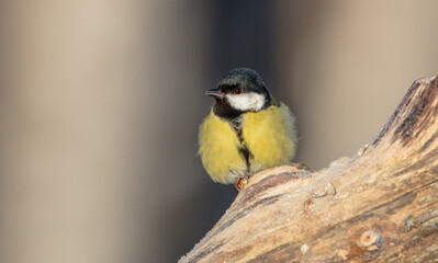 Fototapeta premium Great tit in winter at a wet forest