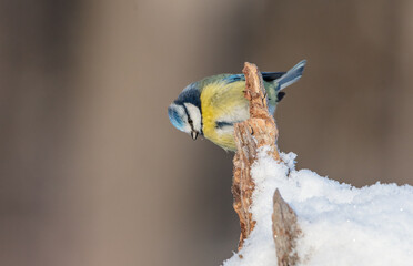 Eurasian Blue Tit - at a wet forest  in early spring