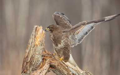 Common Buzzard in winter at a wet forest