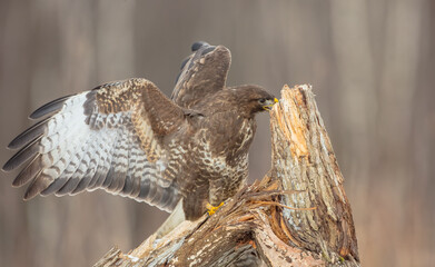 Common Buzzard in winter at a wet forest