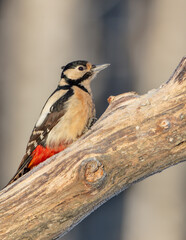 Great Spotted Woodpecker - female - in the wet forest in winter