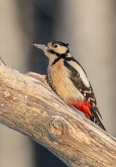Great Spotted Woodpecker - female - in the wet forest in winter