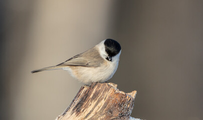 Willow tit - at a wet forest in winter