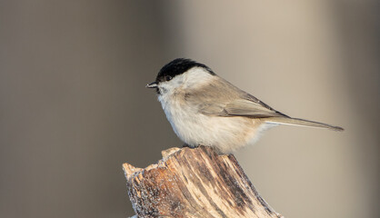 Willow tit - at a wet forest in winter