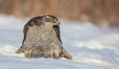 Northern Goshawk - adult bird at a wet forest in winter