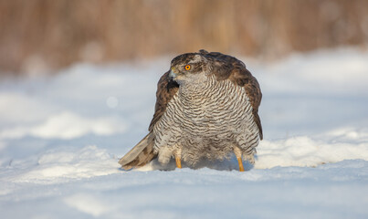 Northern Goshawk - adult bird at a wet forest in winter