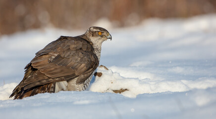 Northern Goshawk - adult bird at a wet forest in winter
