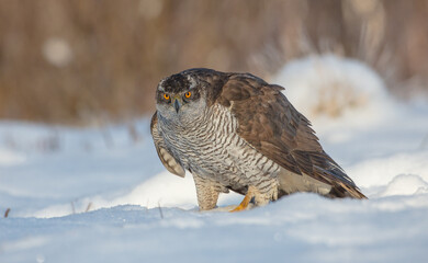 Northern Goshawk - adult bird at a wet forest in winter