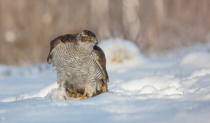 Northern Goshawk - adult bird at a wet forest in winter