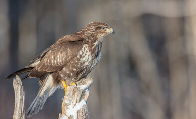 Common Buzzard in winter at a wet forest