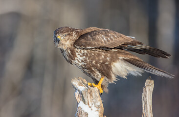 Common Buzzard in winter at a wet forest