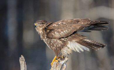 Common Buzzard in winter at a wet forest