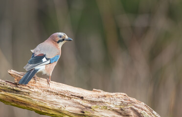 Eurasian Jay - in winter at the wet forest