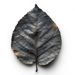 Dry Leaf On Blackguard, White Background, Illustrations Images