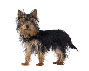 Cute little black and tan Yorkshire Terrier dog puppy, standing side ways. Looking towards camera. Isolated cutout on a transparent background.