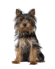 Cute little black and tan Yorkshire Terrier dog puppy, sitting up facing front. Looking towards camera. Isolated cutout on a transparent background. - obrazy, fototapety, plakaty