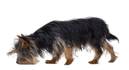 Cute little black and tan Yorkshire Terrier dog puppy, walking side ways Head down sniffing floor. Isolated cutout on a transparent background. - obrazy, fototapety, plakaty
