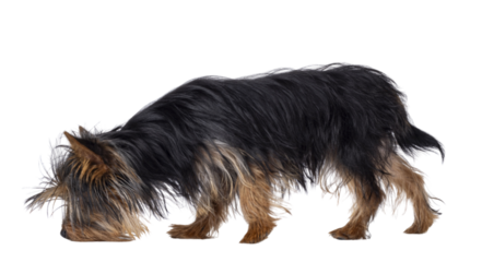 Cute little black and tan Yorkshire Terrier dog puppy, walking side ways Head down sniffing floor. Isolated cutout on a transparent background.