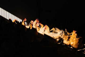 Flock on hens in a barn in bright sun beam with dark background