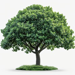 Fototapeta na wymiar Isolated Green Tree On White Background, White Background, Illustrations Images