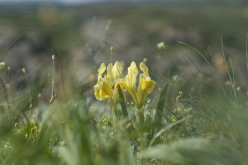 Blooming yellow irises (Iris pumila) close up. Wild flowers on the green grass in spring.
