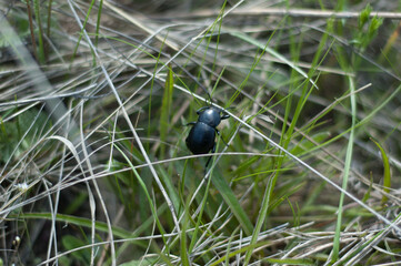 Darkling beetle. Family tenebrionidae. Black bug, insect in a grass.