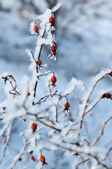 The shrub of rosa dumalis (glaucous dog rose, rose hip) covered with hoarfrost in winter. Photo on vertical orientation.