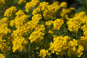 Closeup of flowers of Aurinia saxatilis in spring. Common names are basket of gold, goldentuft alyssum, golden alyssum, golden alison, gold-dust, golden-tuft alyssum, golden-tuft madwort, rock madwort
