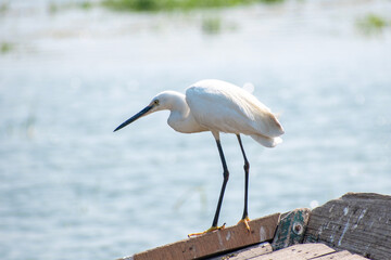 The little egret (Egretta garzetta), small heron in the family Ardeidae.