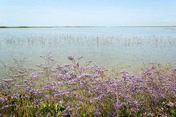 Coastal Beauty: Sea Lavender (Limonium narbonense) Thriving on the Coastal Prairie