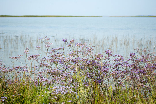 Plants of Limonium narbonense (sea lavender) on the coastal prairie