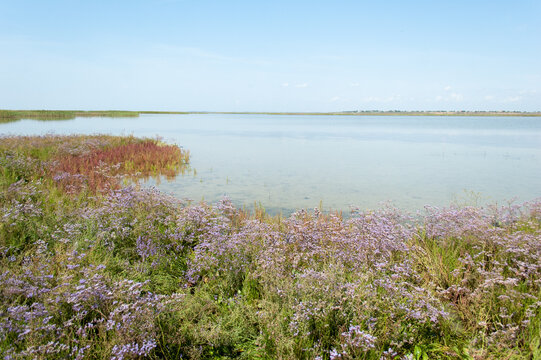 Plants of Limonium narbonense (sea lavender) on the coastal prairie - Powered by Adobe
