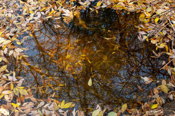 Autumn's Palette Unveiled: Yellow Leaves Adorn the Water Surface and Submerge Underwater in a Tranquil Symphony of Nature's Beauty