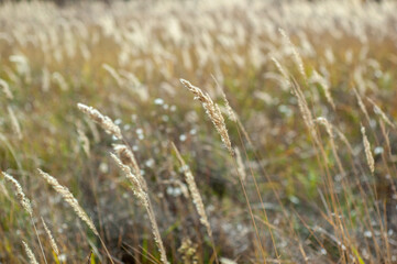 Sunlit Beauty: Wood Small-Reed or Bushgrass Radiating Warmth in the Glow of the Sun.