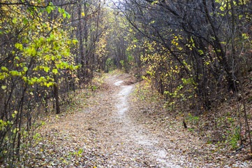 Journey Amidst Nature's Palette: A Trail Through the Autumn Forest.