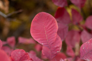Vibrant Autumn Canopy: Red Leaves of Cotinus in the Grace Smokebush Forest