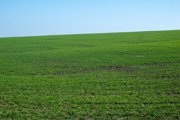 Fototapeta na wymiar Green field of winter wheat.