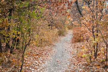 Wandering the Vibrant Autumn Trail: A Serene Journey Through the Ukrainian Forest.