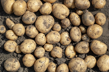 Fresh organic potatoes in home garden. Close up.
