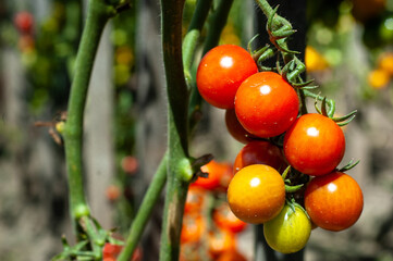 Tomatoes grow in the home garden. Ripe red tomatoes close up.