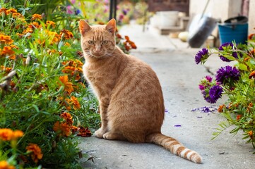 A pretty orange tabby cat sits near flowers and looks at the camera outdoor - 706327125