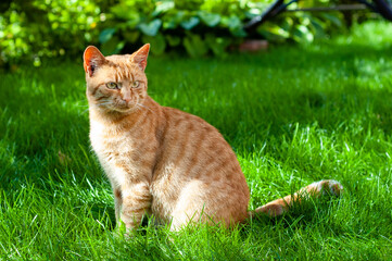 Orange cat sits on a green lawn. Close up portrait - 706327147